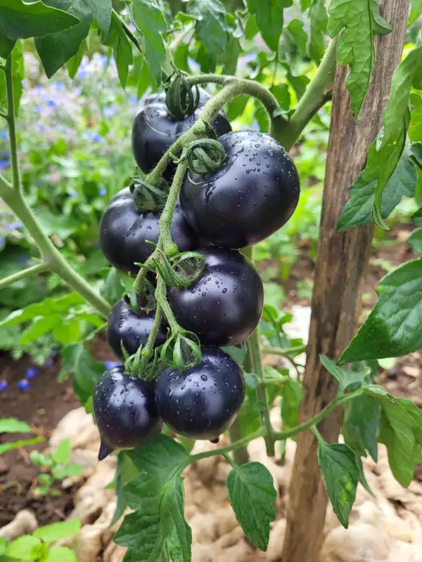 Tomaten: Belle Coeur