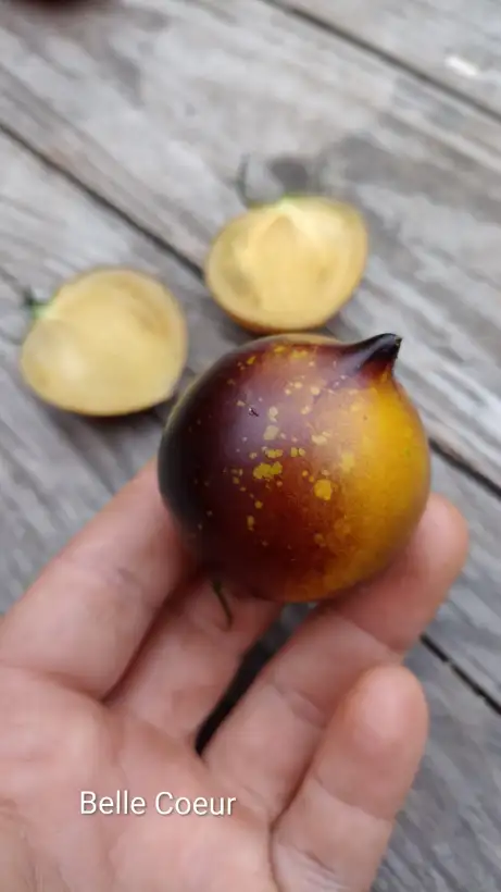 Tomaten: Belle Coeur