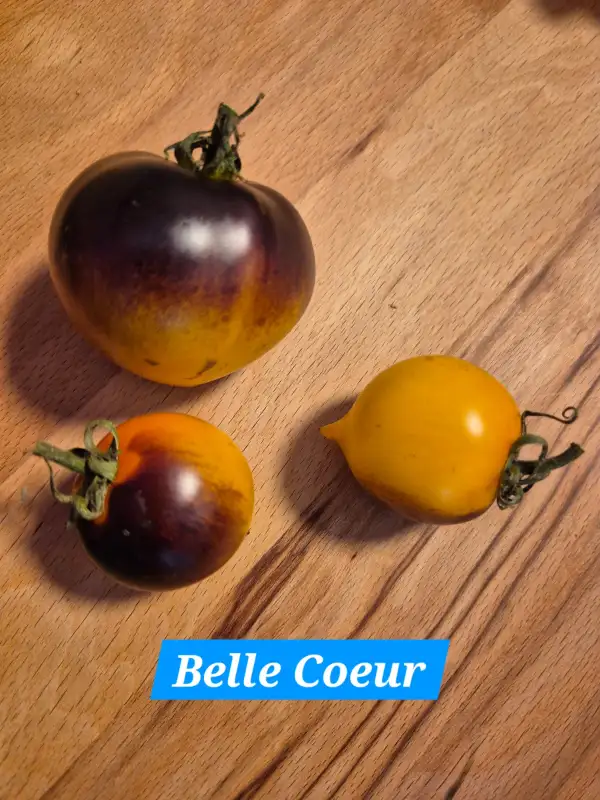 Tomaten: Belle Coeur