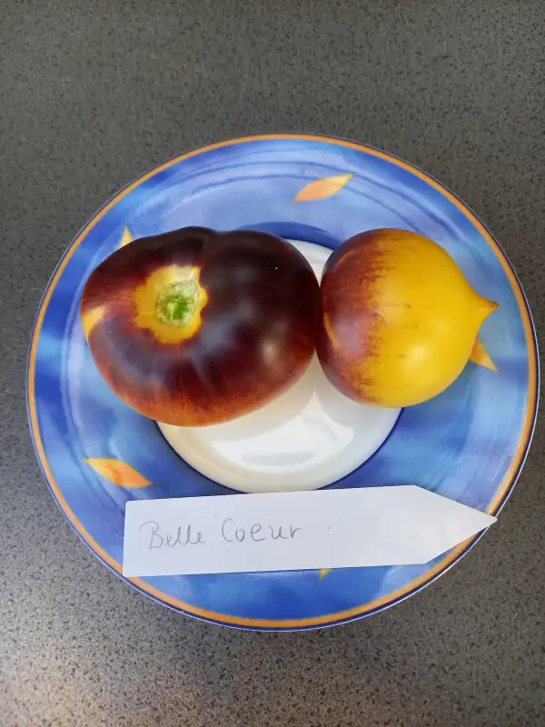 Tomaten: Belle Coeur
