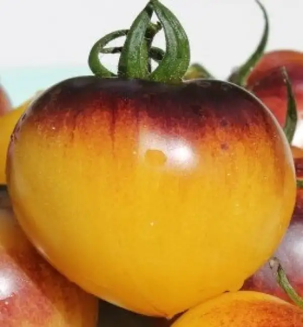 Tomaten: Belle Coeur
