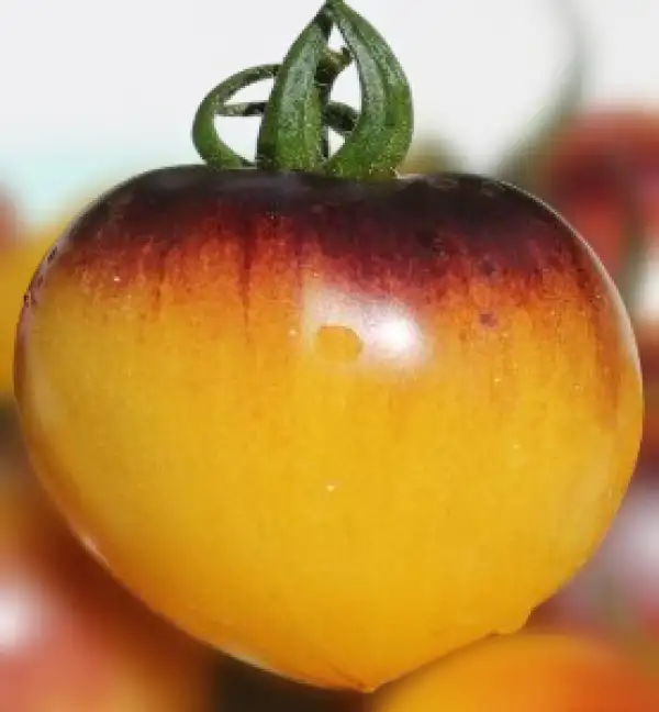 Tomaten: Belle Coeur
