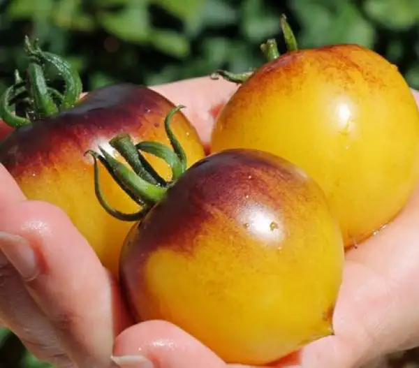 Tomaten: Belle Coeur