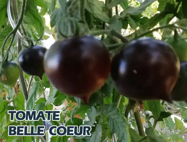 Tomaten: Belle Coeur