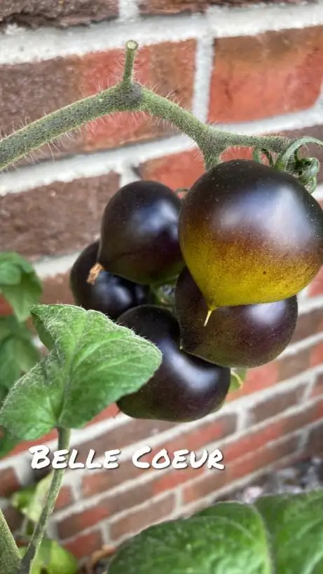 Tomaten: Belle Coeur