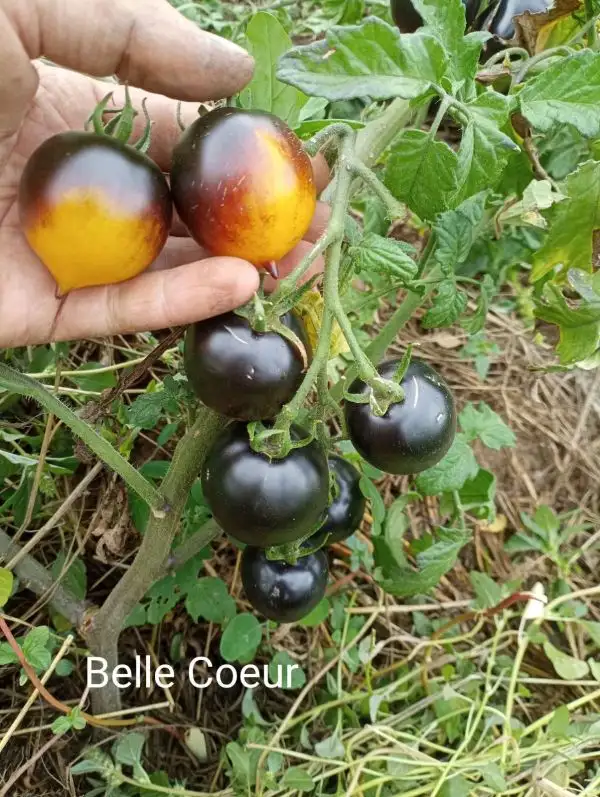 Tomaten: Belle Coeur/H34