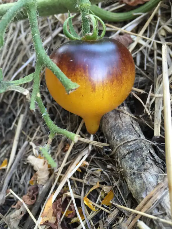 Tomaten: Belle Coeur / H34 Gelb