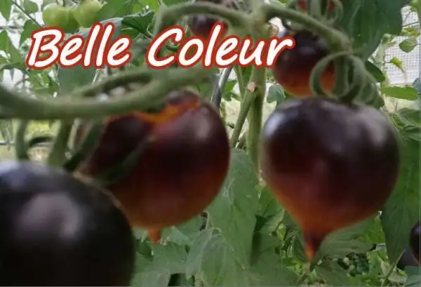 Tomaten: Belle Coleur