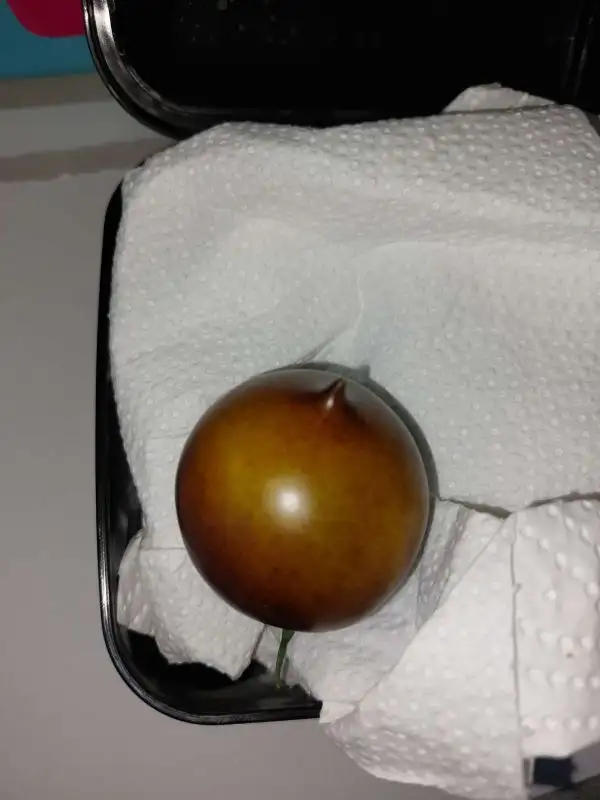 Tomaten: Belle couer