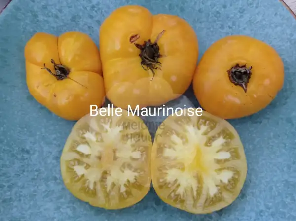 Tomaten: Belle Maurinoise