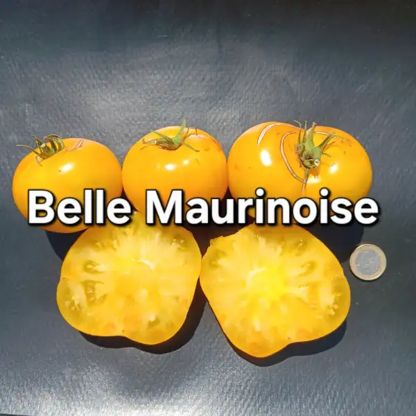 Tomaten: Belle Maurinoise