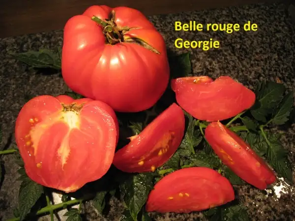 Tomaten: Belle rouge de Georgia