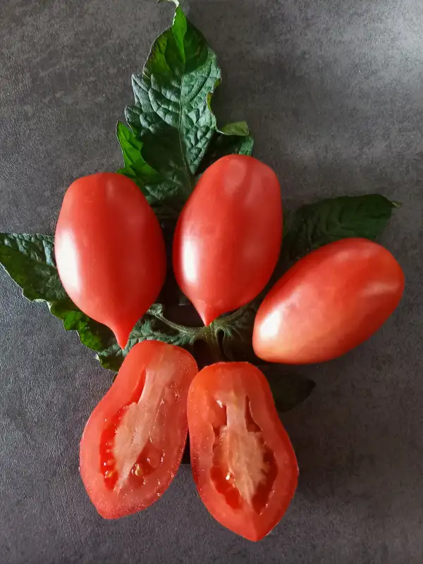 Tomaten: Bells of Russia
