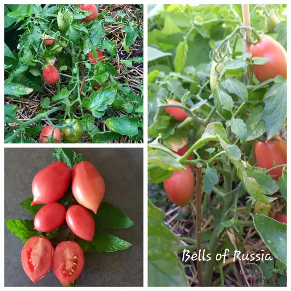 Tomaten: Bells of Russia