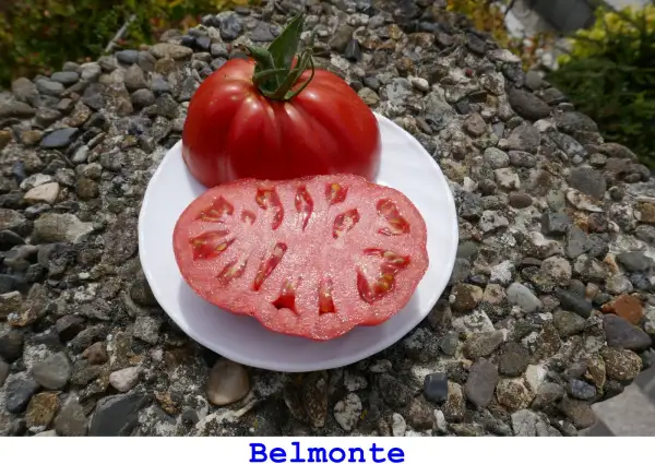 Tomaten: Belmonte