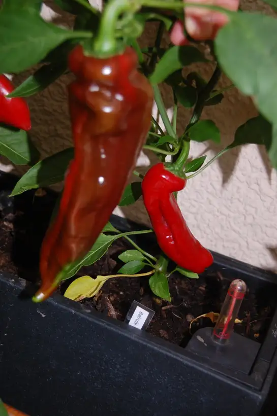 Chili / Paprika: Belrubi
