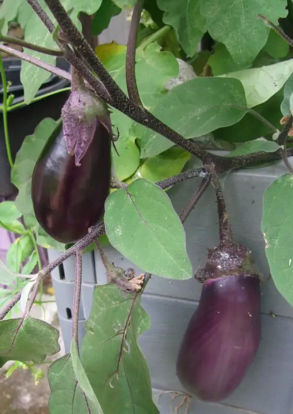 Auberginen: Benary´s Blaukönigin
