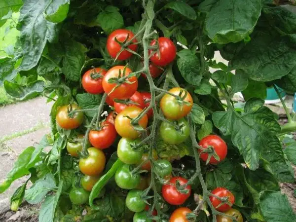 Tomaten: Benarys Gartenfreude