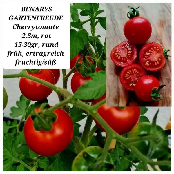 Tomaten: Benarys Gartenfreude