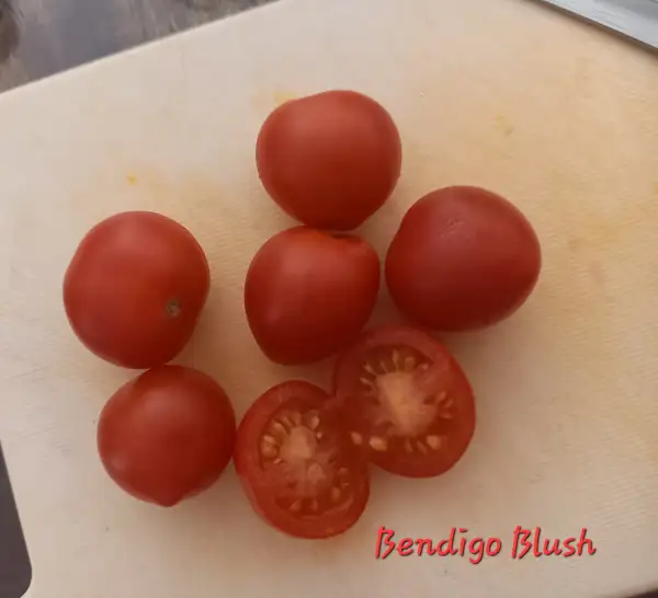 Tomaten: Bendigo Blush Dwarf