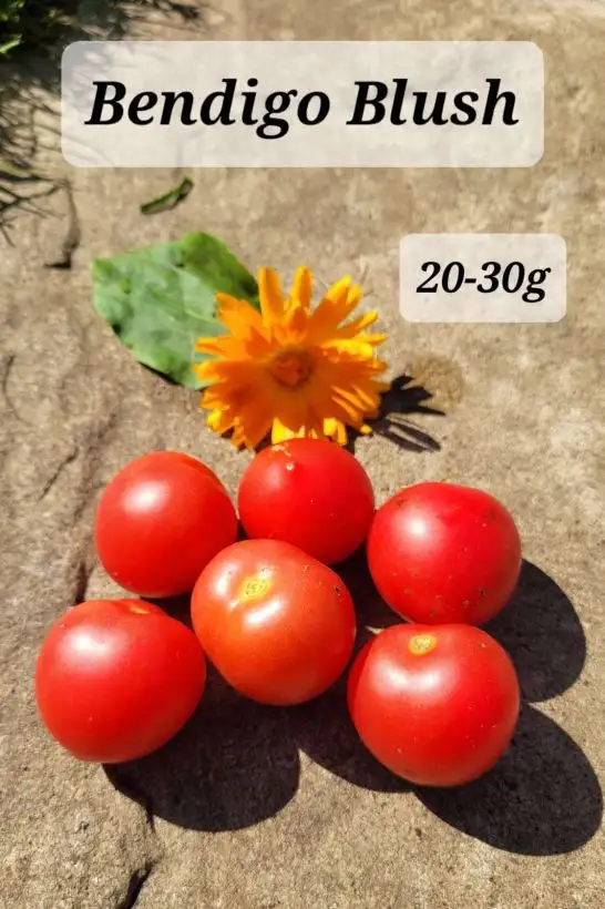 Tomaten: Bendigo Blush Dwarf