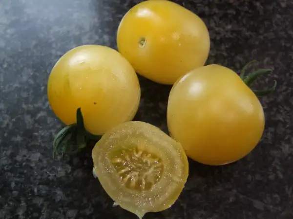 Tomaten: Bendigo Moon - Buschtomate