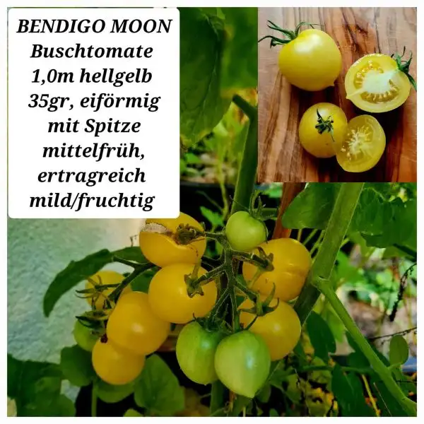 Tomaten: Bendigo Moon