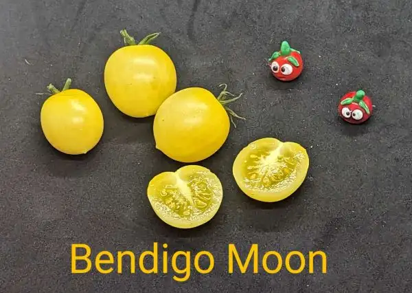 Tomaten: Bendigo Moon