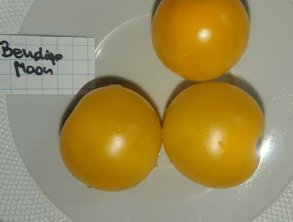 Tomaten: Bendigo Moon DTP