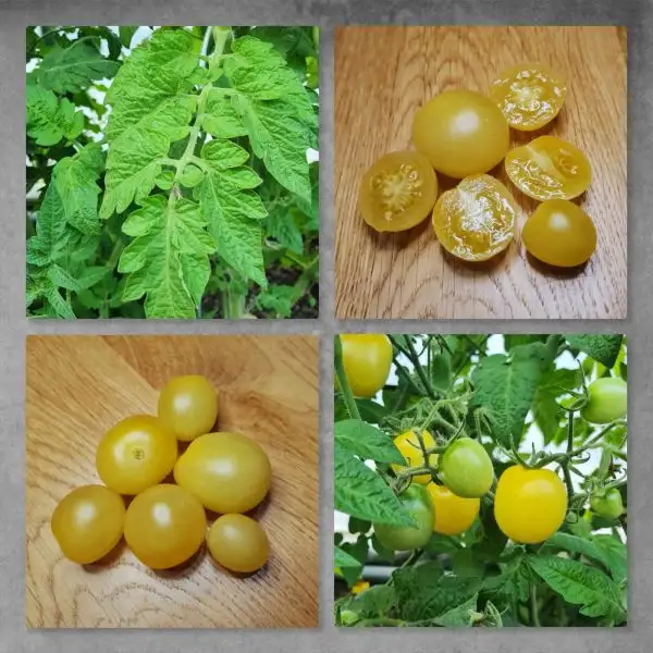 Tomaten: Bendigo moon Dwarf