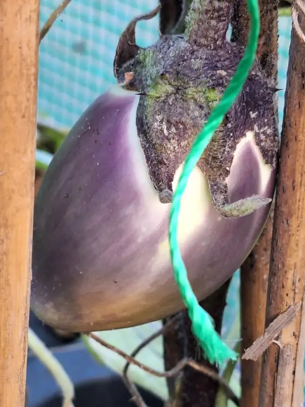Auberginen: Benerys Blaukönigin