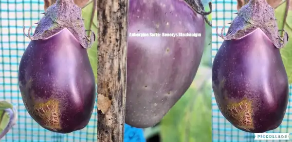 Auberginen: Benerys Blaukönigin