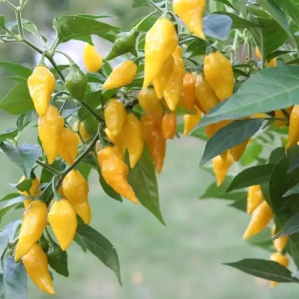 Chili: Beni Highland