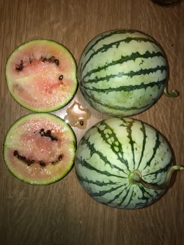 Obst: Beni Kodima wassermelone