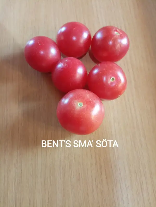 Tomaten: BENT