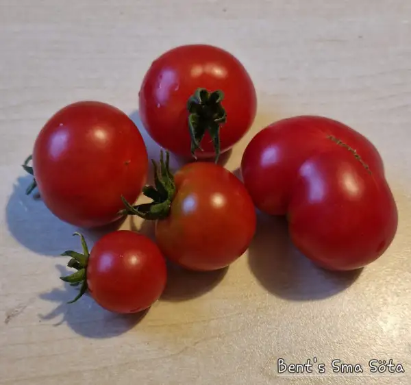 Tomaten: Bent