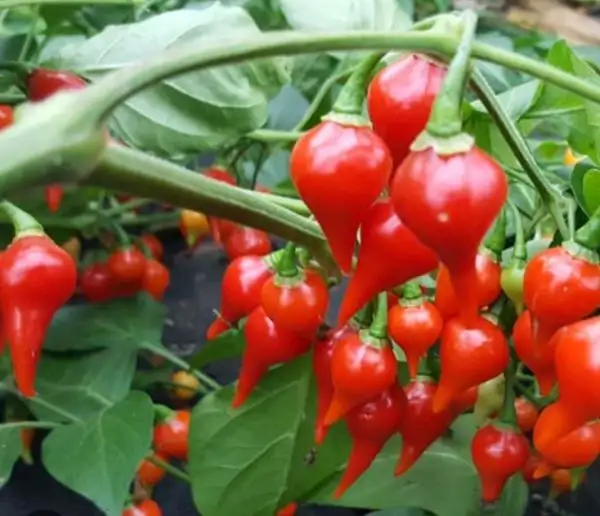 Chili / Paprika: Bequinho Vermelho