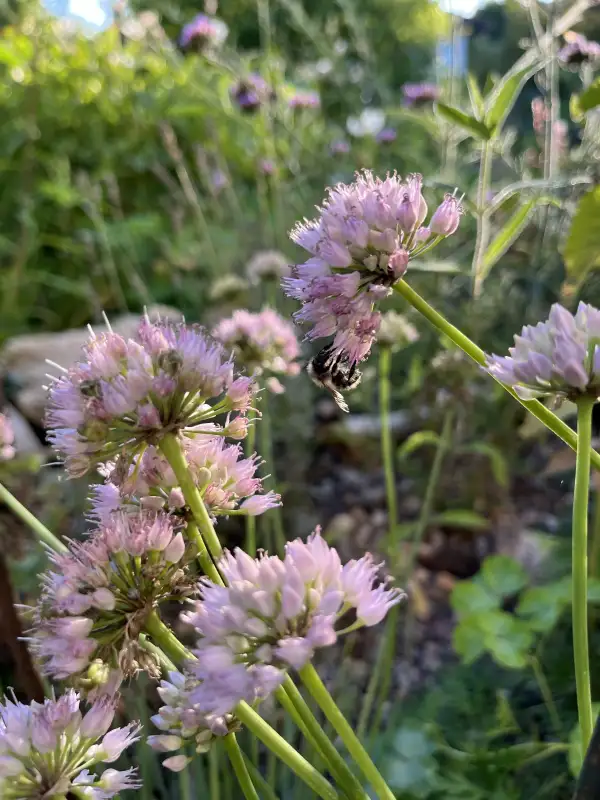 Zwiebeln: Berg-Lauch (Allium lusitanicum)