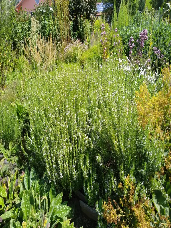 Kräuter: Bergbohnenkraut