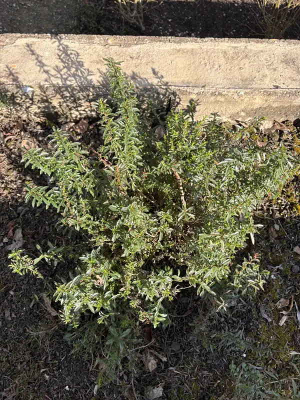 Kräuter: Bergbohnenkraut