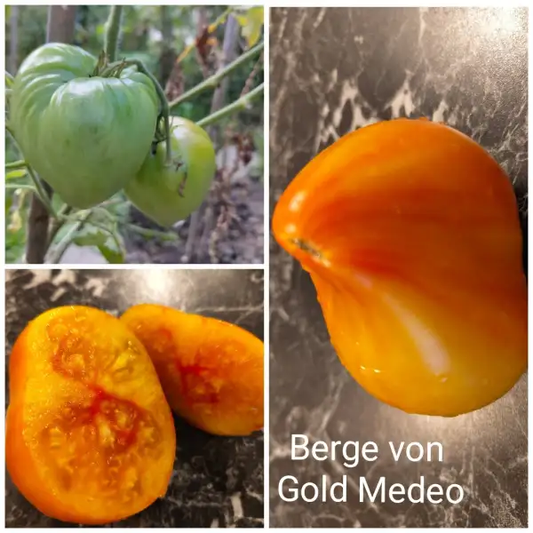 Tomaten: Berge von Gold Medeo