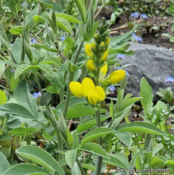 Blumen: Bergfuchsbohne