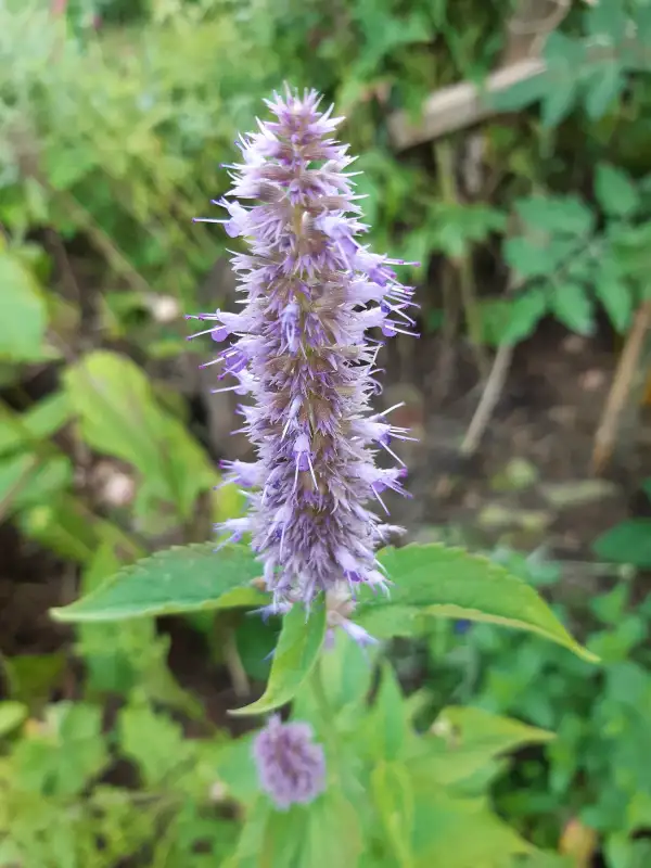 Blumen: Bergminze, agastache rugosa