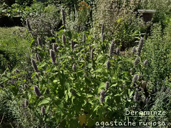 Blumen: Bergminze, agastache rugosa