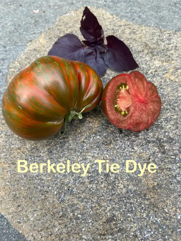 Tomaten: Berkeley Tie Dye