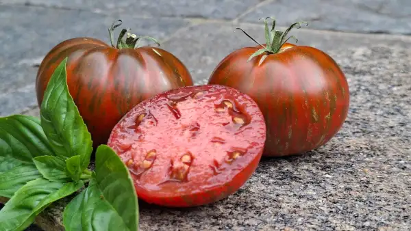 Tomaten: Berkeley Tie Dye