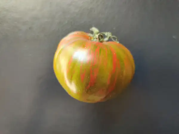 Tomaten: Berkeley Tie Dye