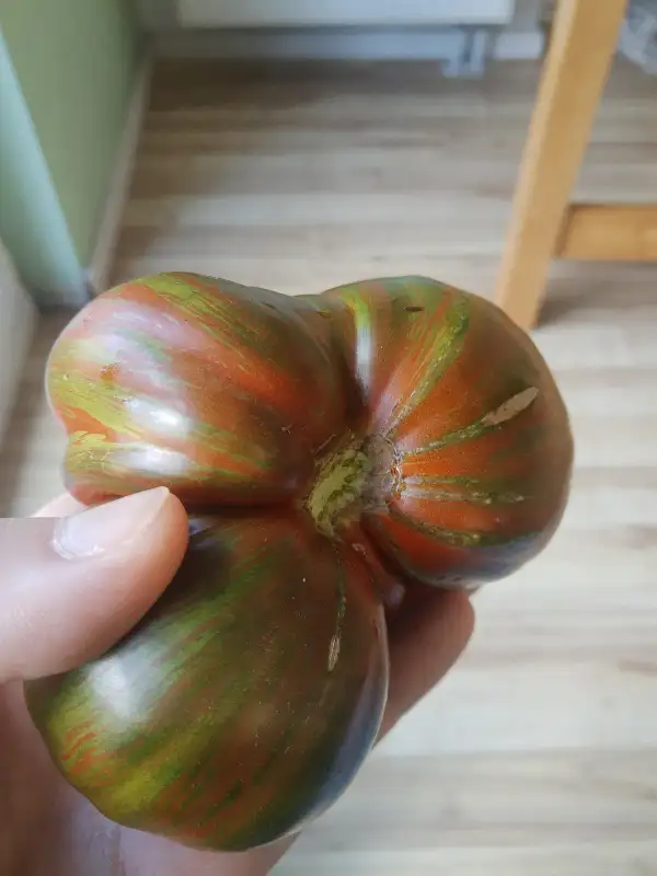 Tomaten: Berkeley Tie Dye