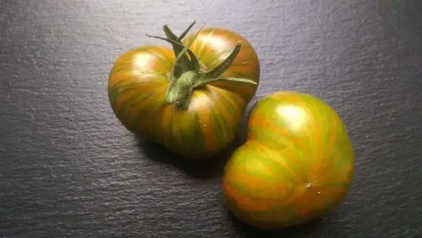 Tomaten: Berkeley Tie Dye Green