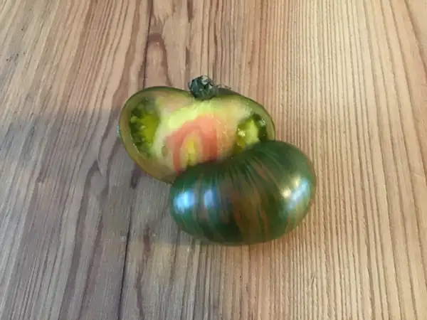 Tomaten: Berkeley Tie Dye Green